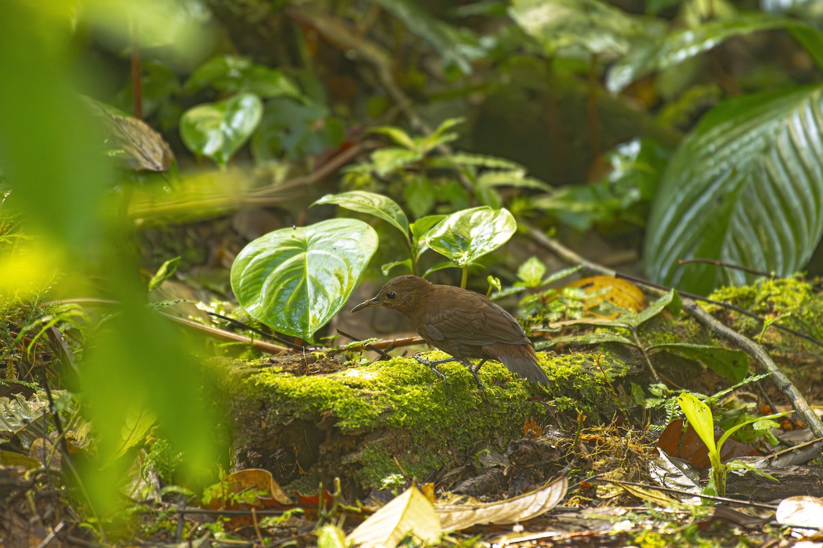 Middle American Leaftosser - ML624722541