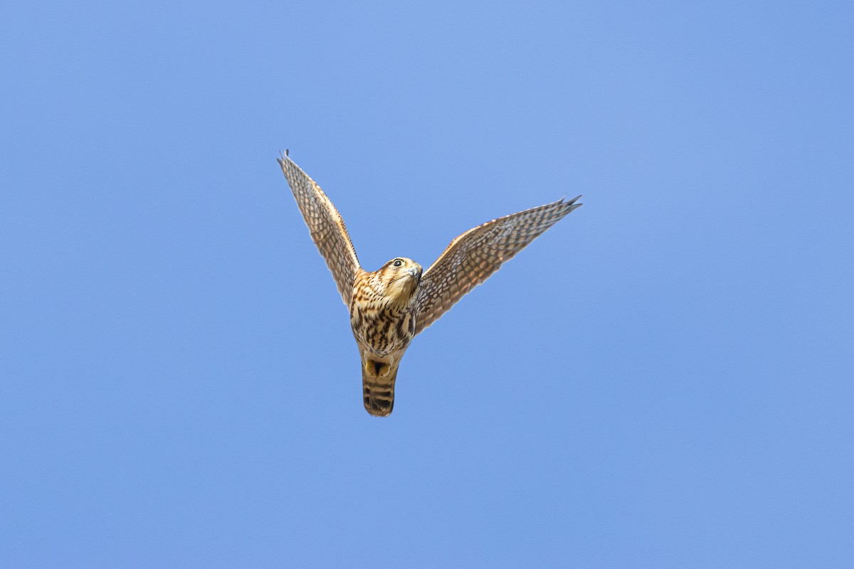 Merlin - ML624722558