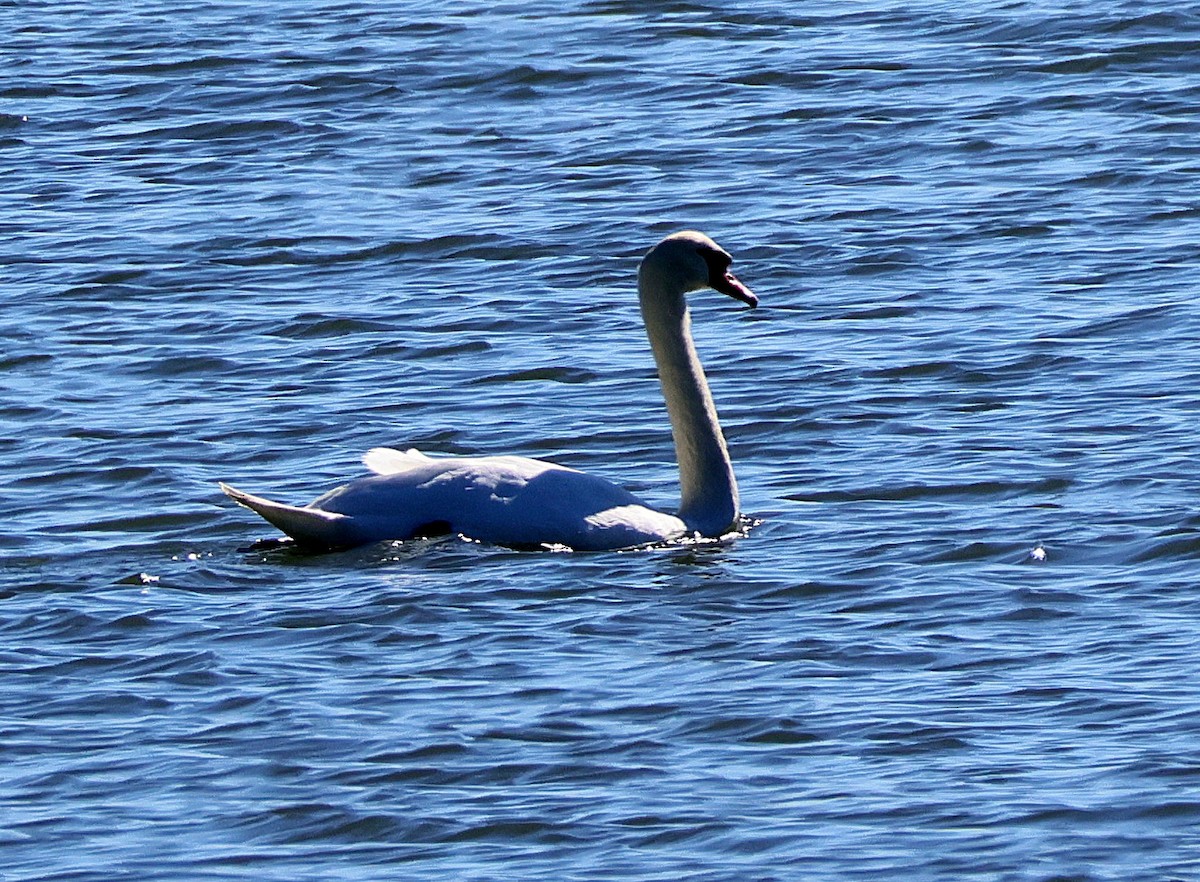 Cygne tuberculé - ML624722767