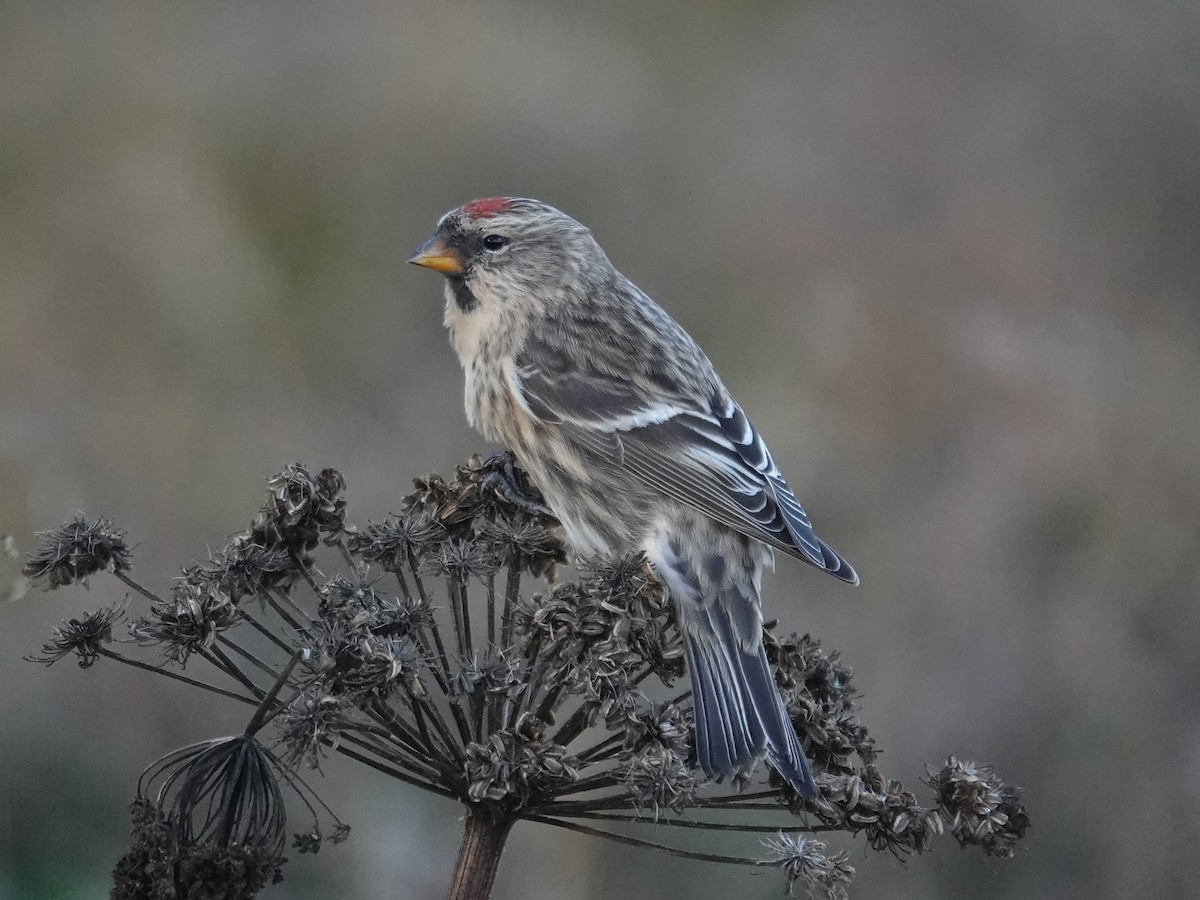 Redpoll (Common/Lesser) - ML624722877