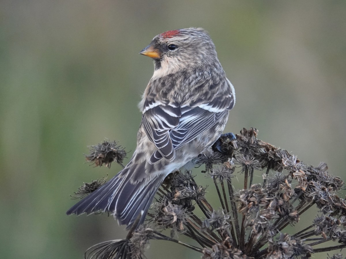 Redpoll (Common/Lesser) - ML624722881