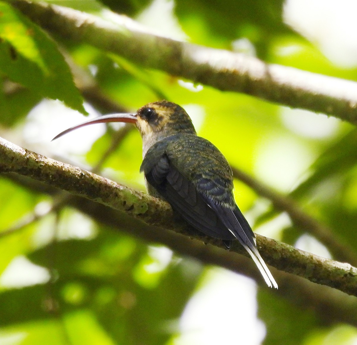 Green Hermit - ML624722885