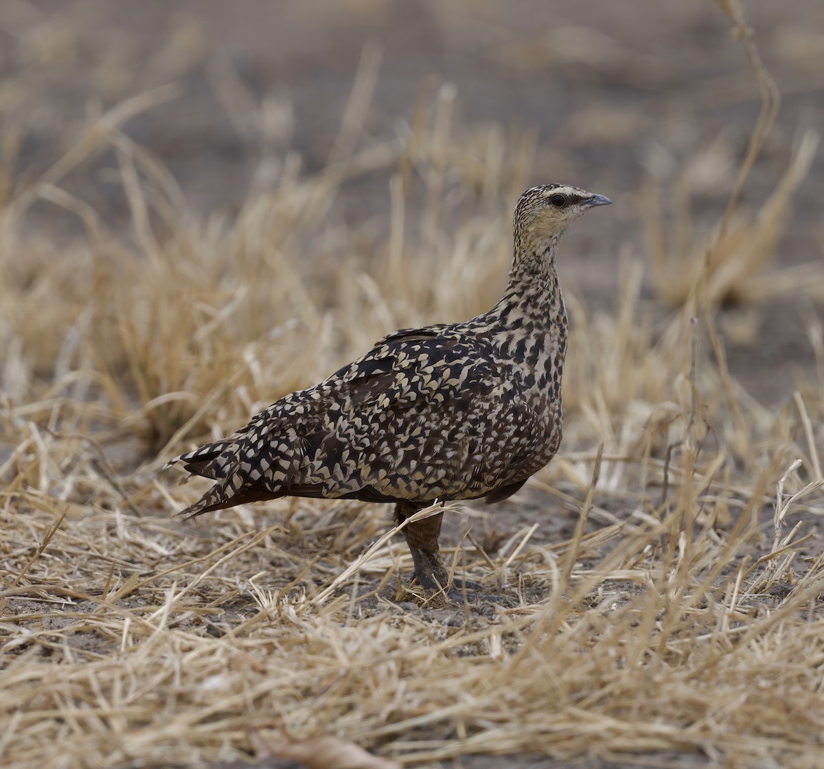 Yellow-throated Sandgrouse - ML624722939