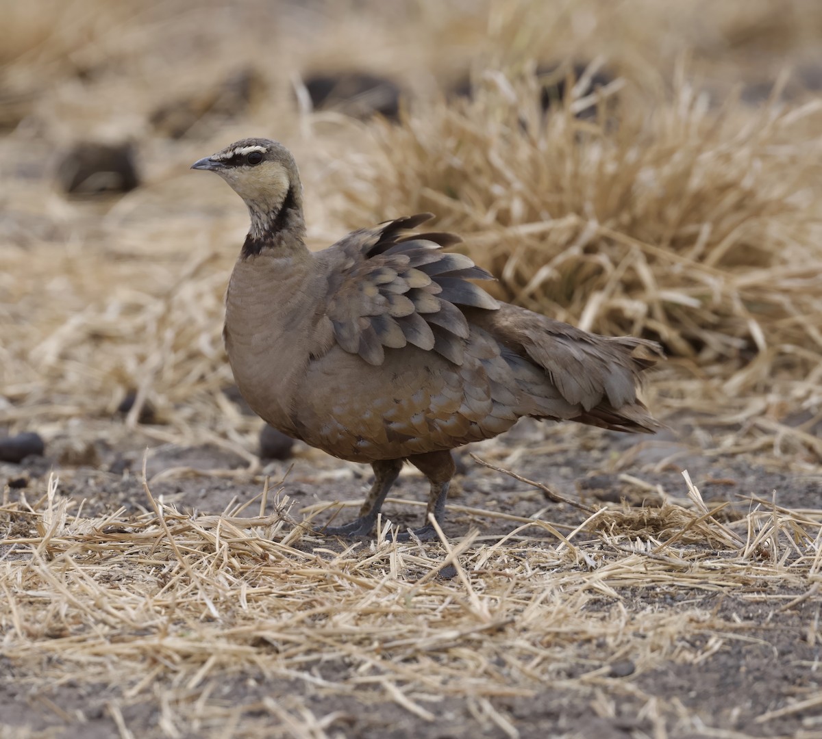 Yellow-throated Sandgrouse - ML624722940