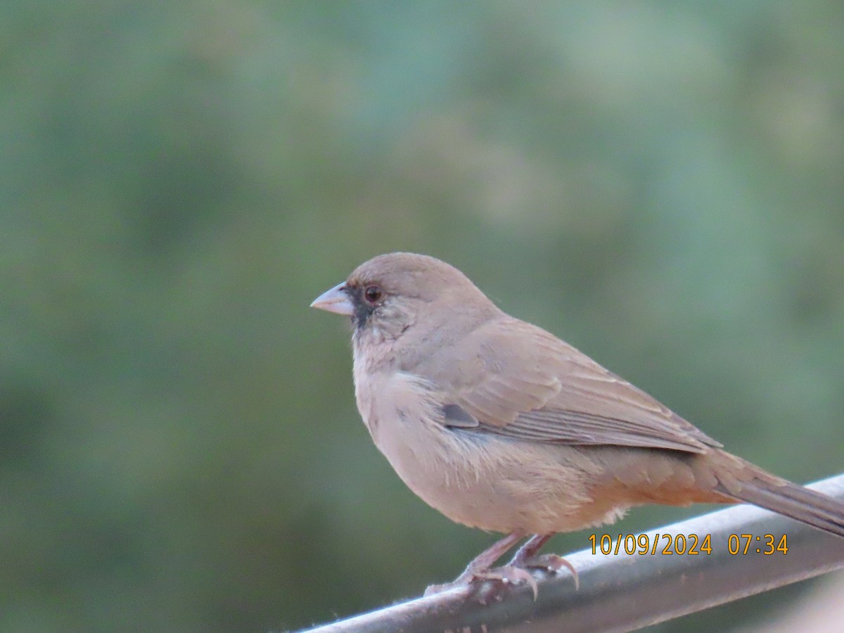 Abert's Towhee - ML624723135