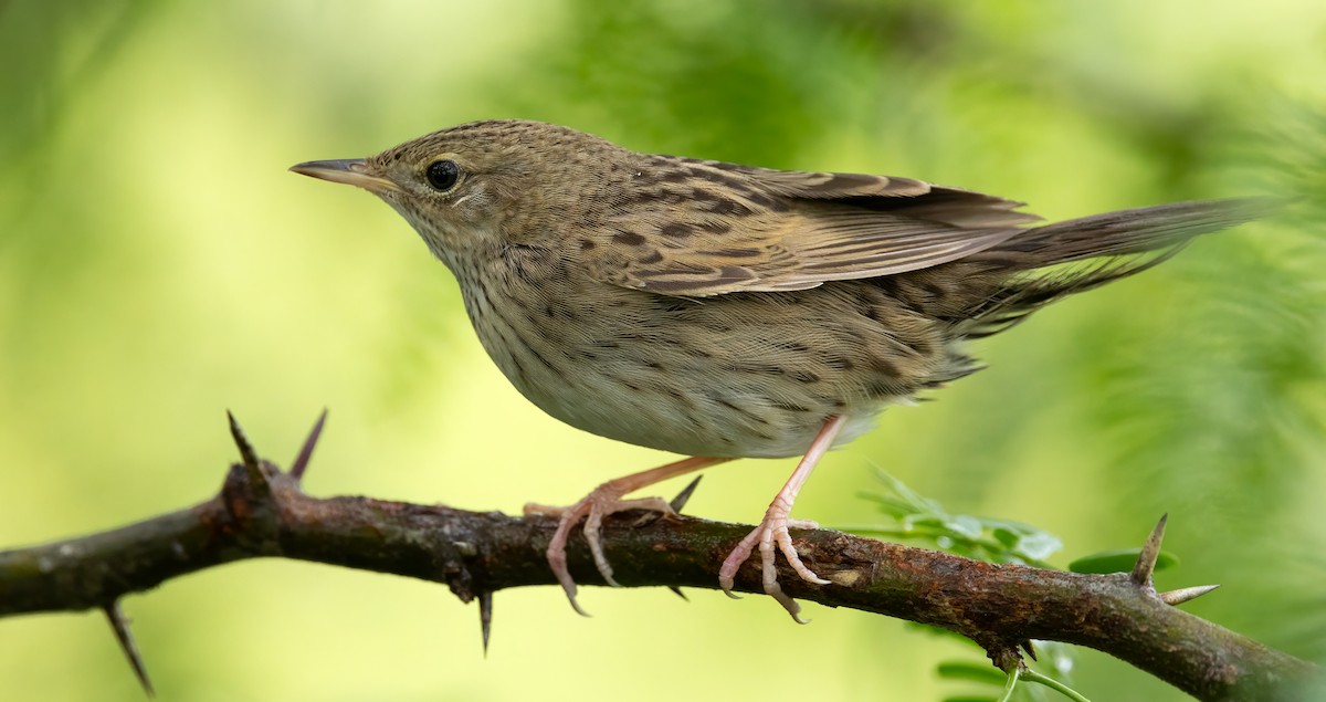 Lanceolated Warbler - Mehmood Multani
