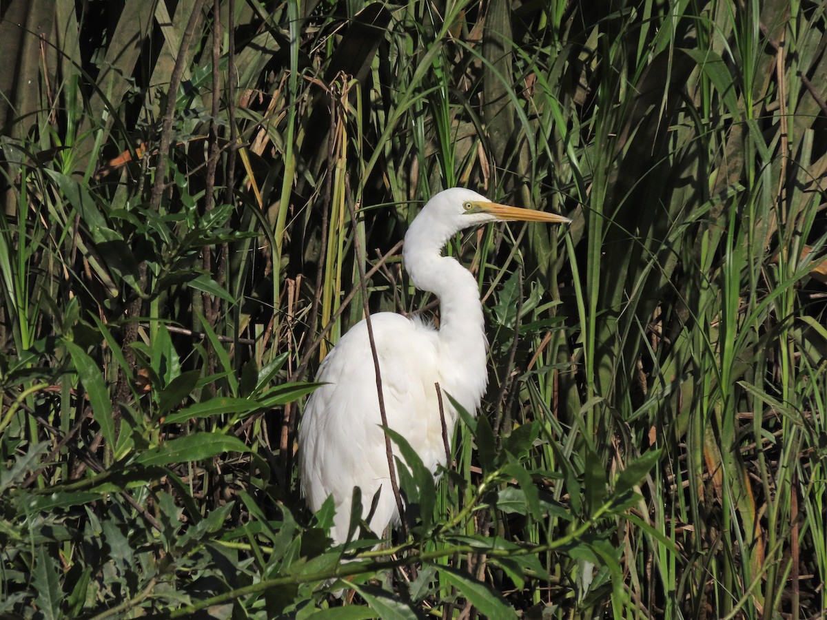 Great Egret - ML624723275