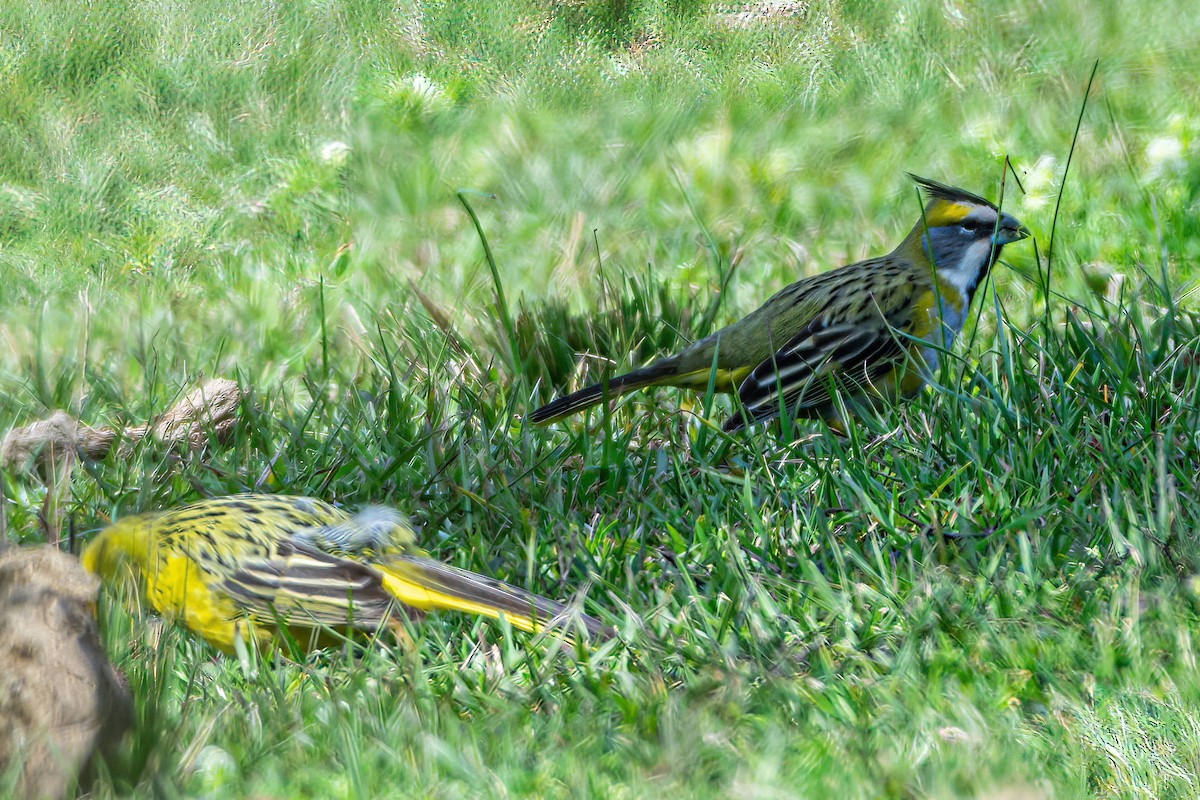 Yellow Cardinal - Kurt Gaskill