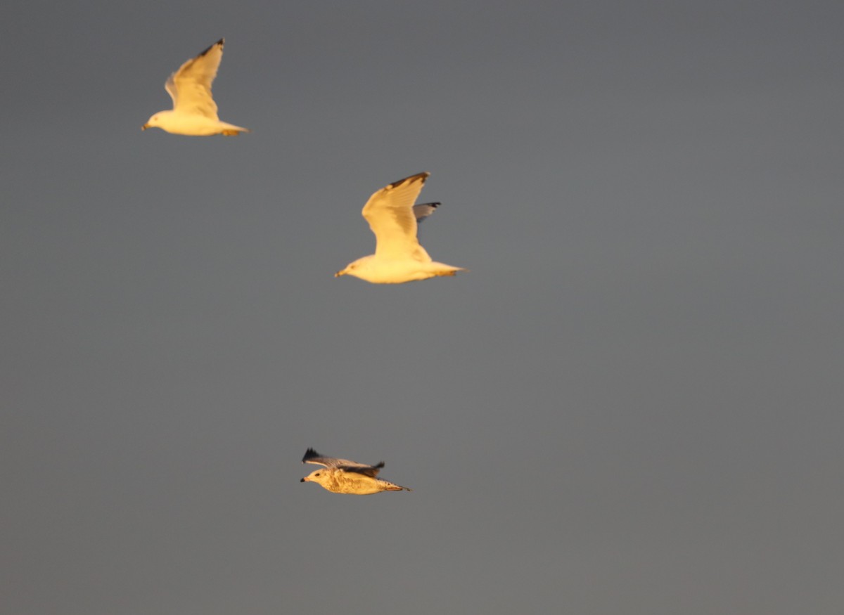 Ring-billed Gull - ML624723390