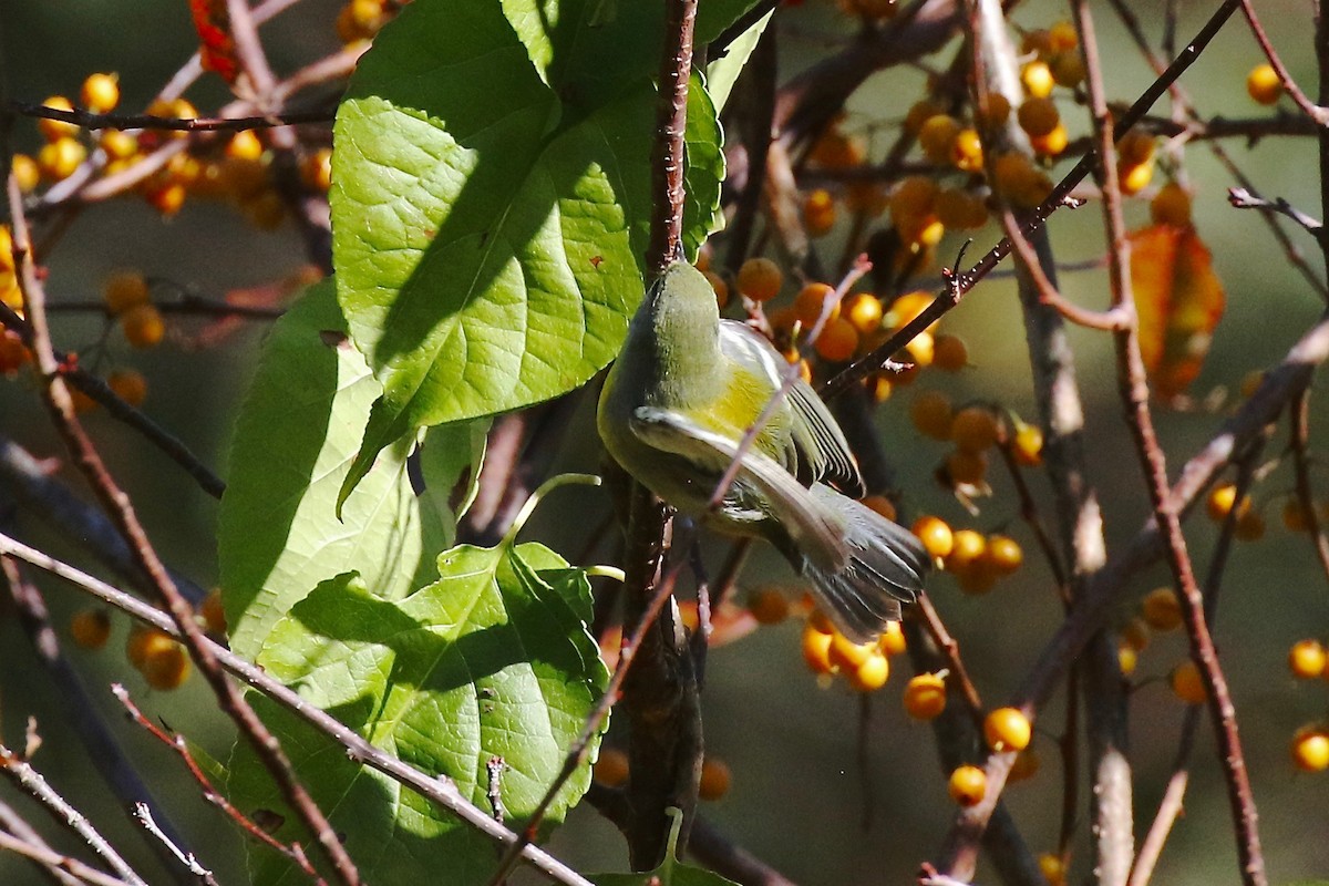 Northern Parula - ML624723395