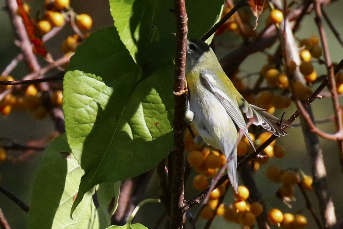 Northern Parula - ML624723405