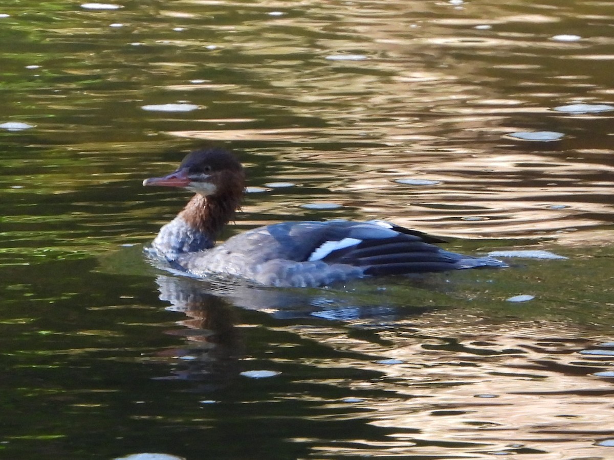 Common Merganser - Bob Lane