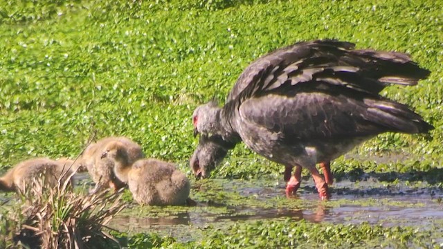 Southern Screamer - ML624724369