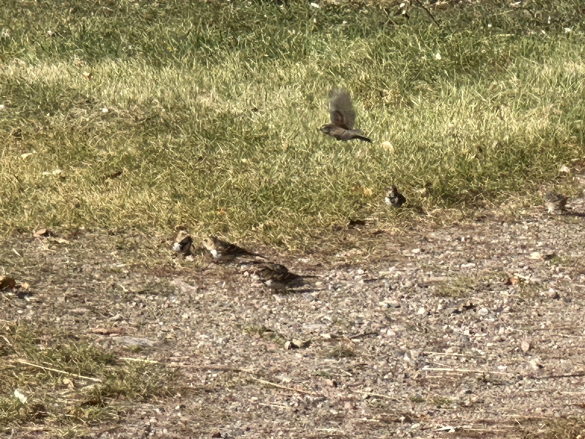 Harris's Sparrow - ML624724442