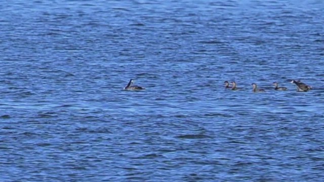 Western/Clark's Grebe - ML624724721