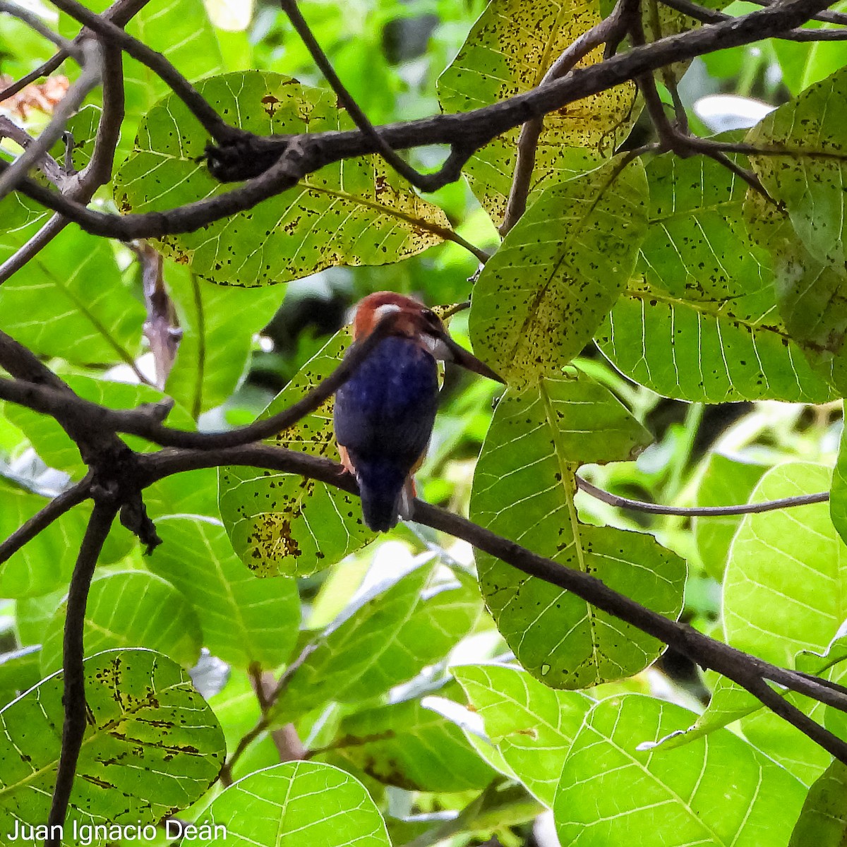 African Pygmy Kingfisher - ML624724745