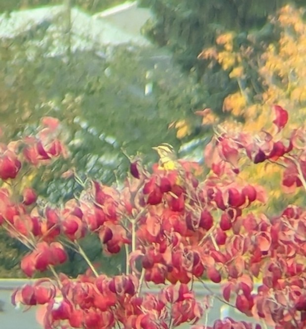 Western Meadowlark - ML624724761