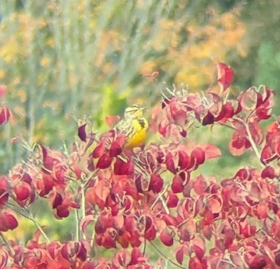 Western Meadowlark - ML624724762
