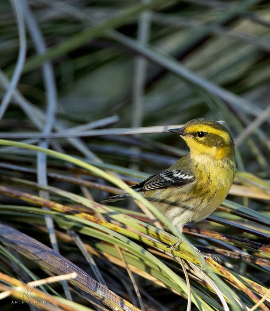 Townsend's Warbler - ML624724780