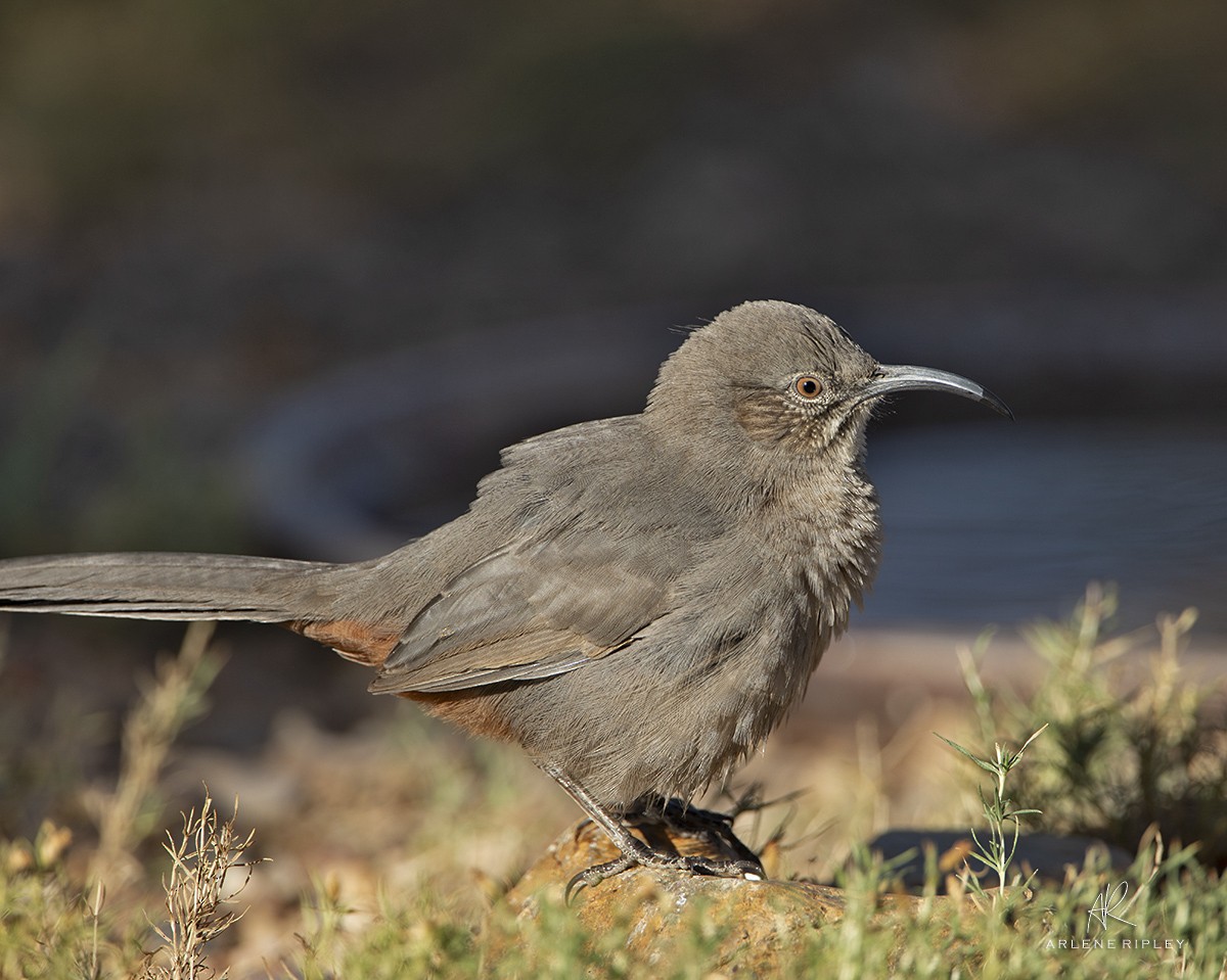 Crissal Thrasher - ML624724790