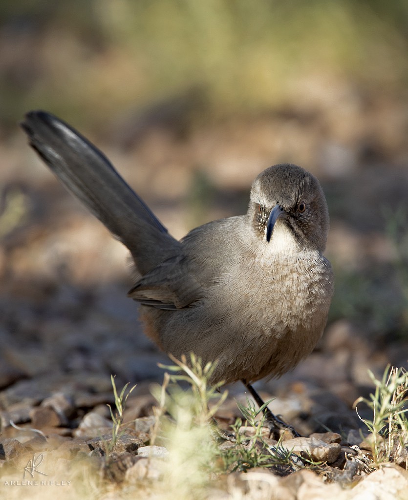 Crissal Thrasher - ML624724793