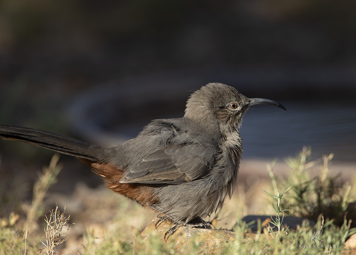 Crissal Thrasher - ML624724799