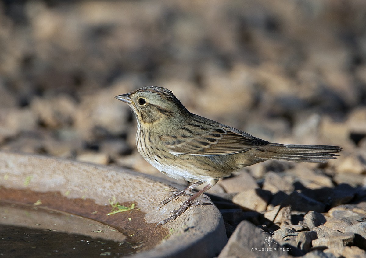 Lincoln's Sparrow - ML624724805