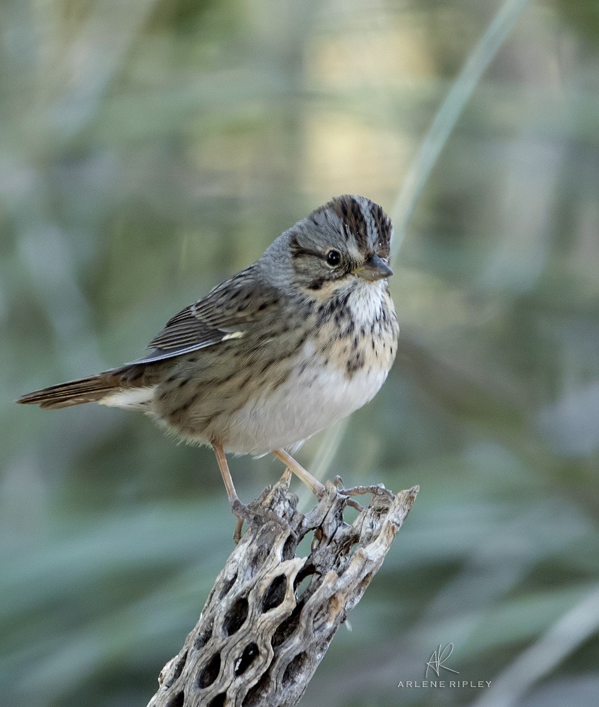 Lincoln's Sparrow - ML624724807