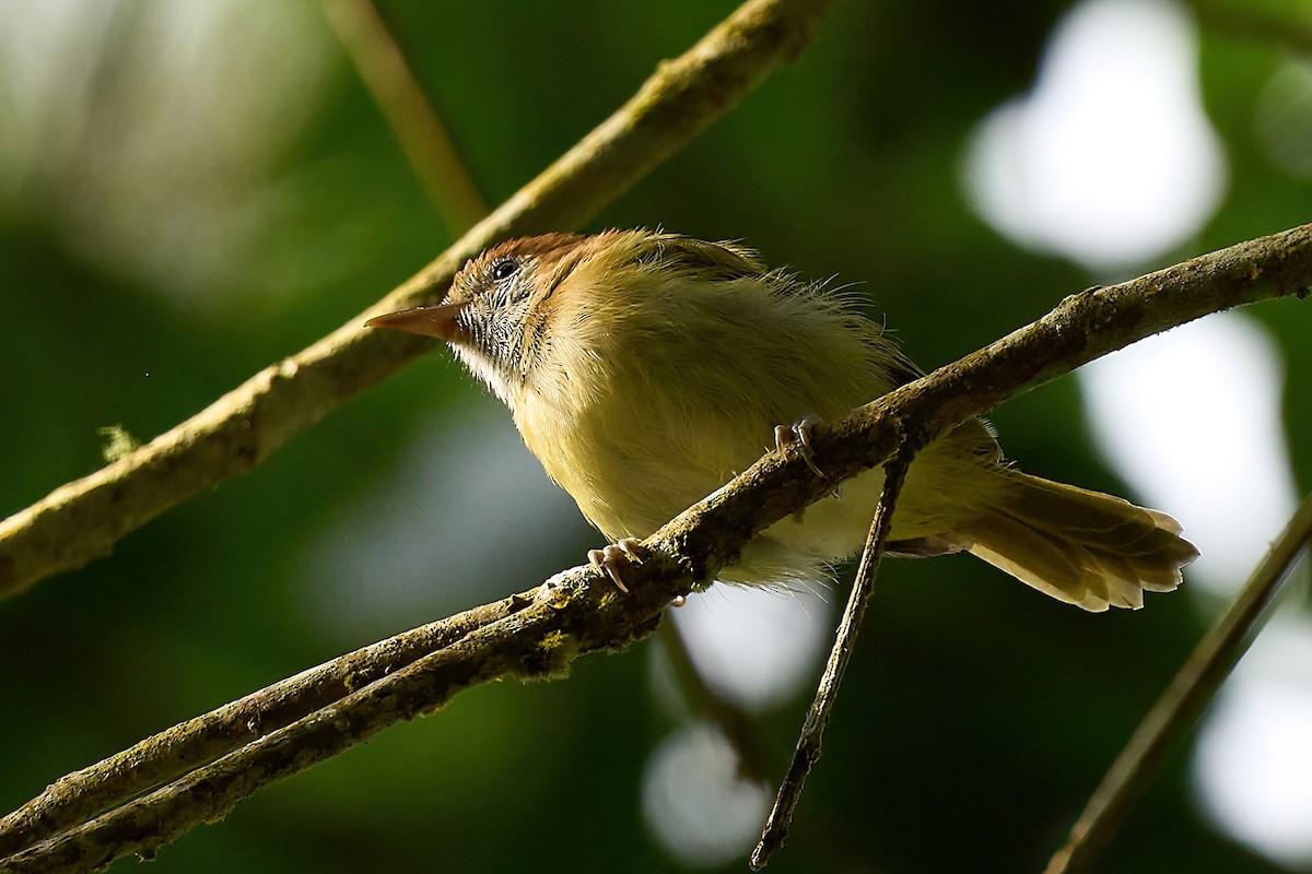 Rufous-naped Greenlet - ML624725160