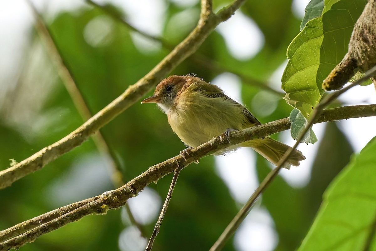 Rufous-naped Greenlet - ML624725161