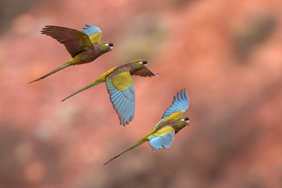 Loro Barranquero - ML624725164