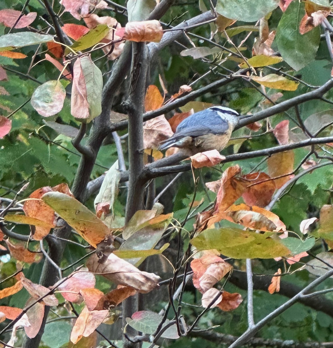 Red-breasted Nuthatch - Thomas Riley