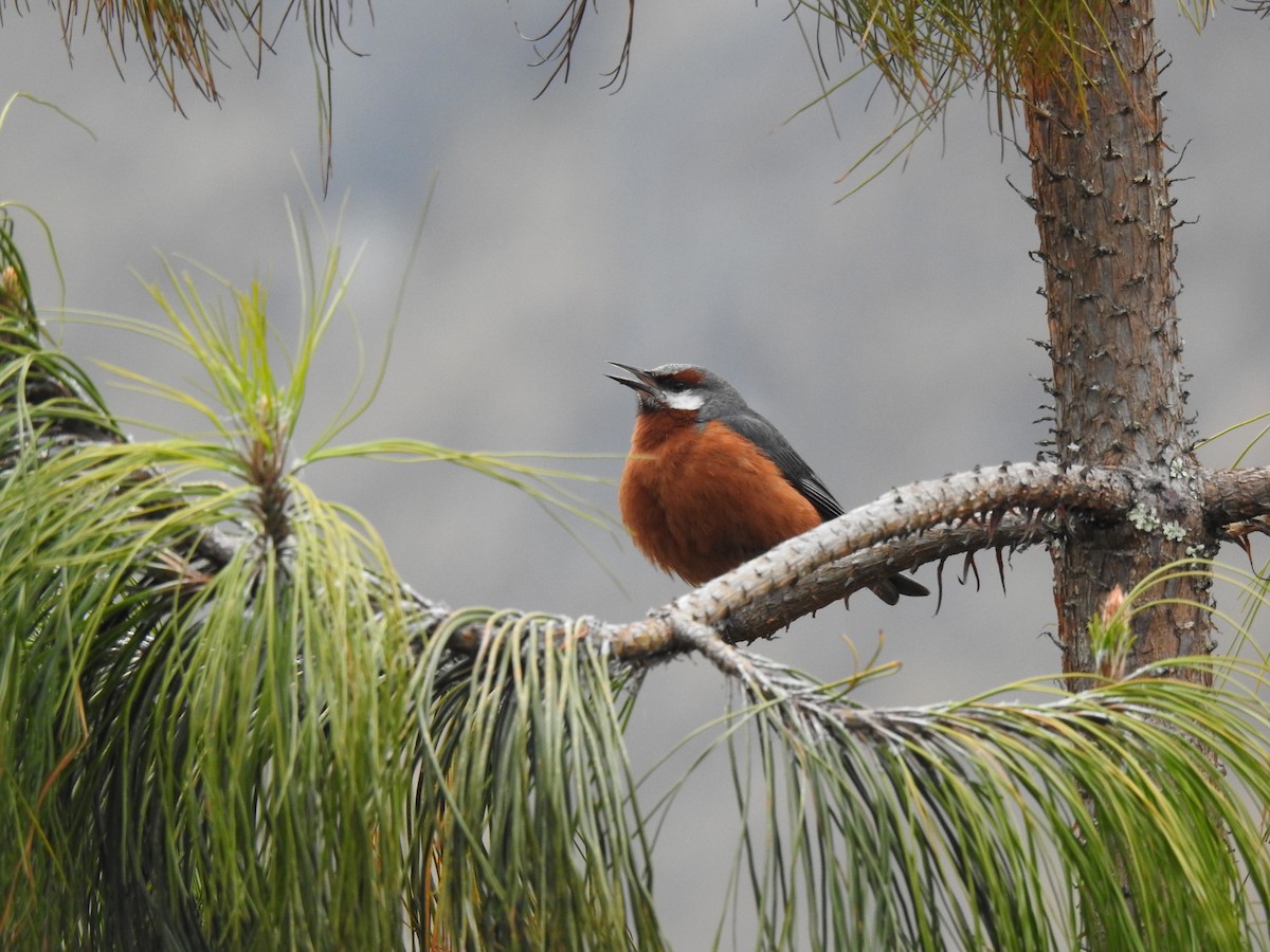 Giant Conebill - ML624725347