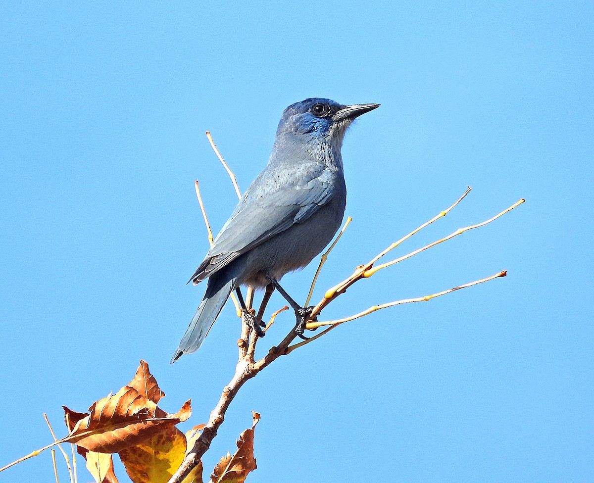 Geai des pinèdes - ML624725421