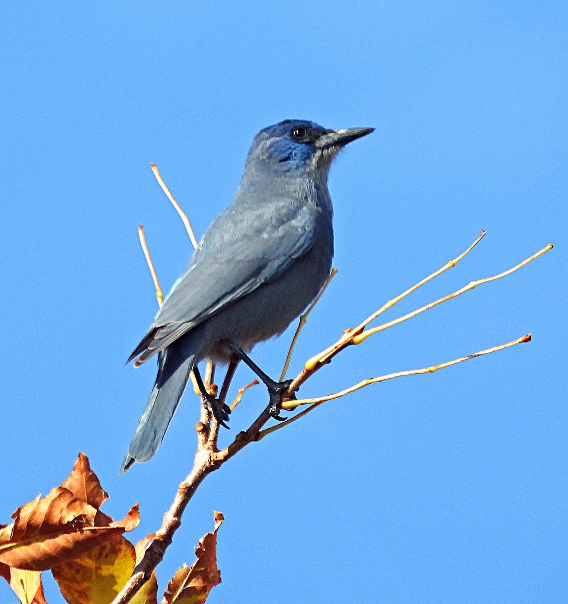 Geai des pinèdes - ML624725425