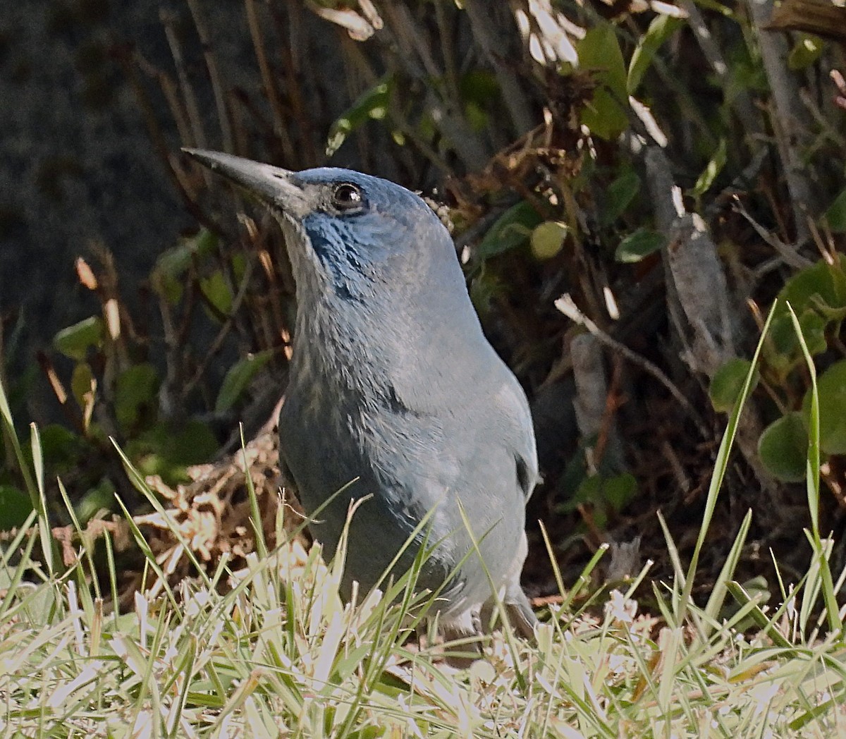 Geai des pinèdes - ML624725429