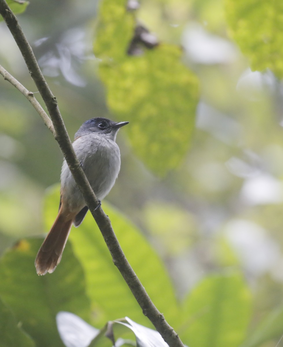 Sao Tome Paradise-Flycatcher - ML624725757