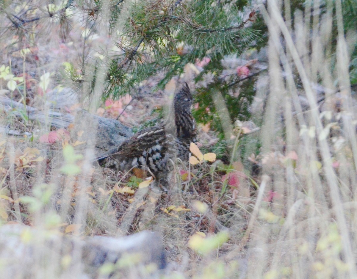 Ruffed Grouse - ML624725889