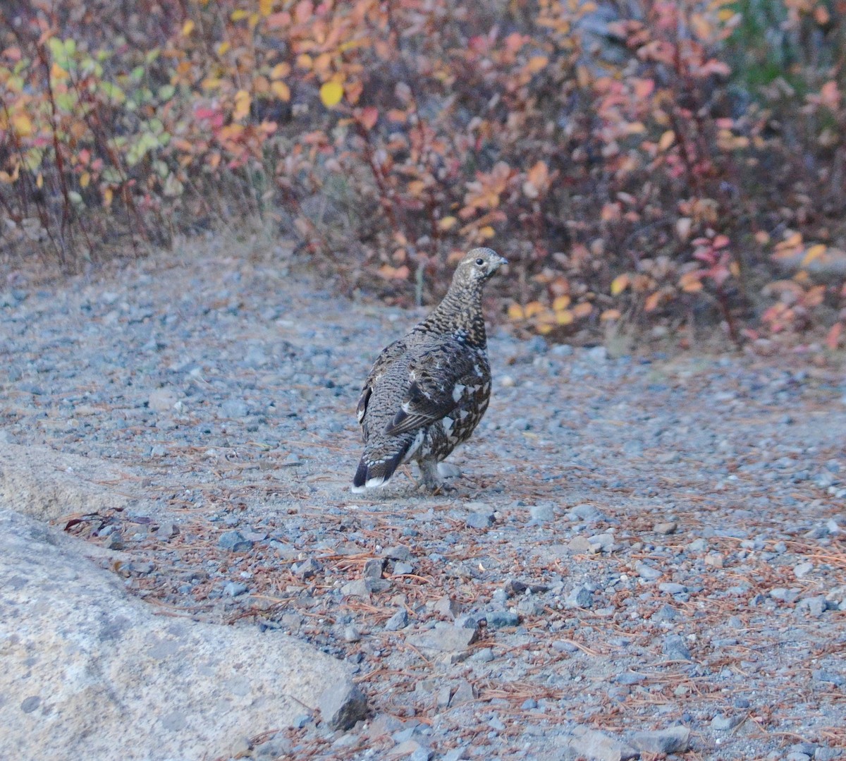 Spruce Grouse - ML624725940