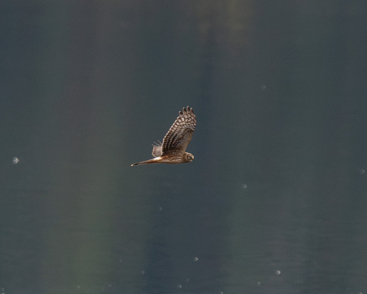 灰澤鵟 - ML624726003