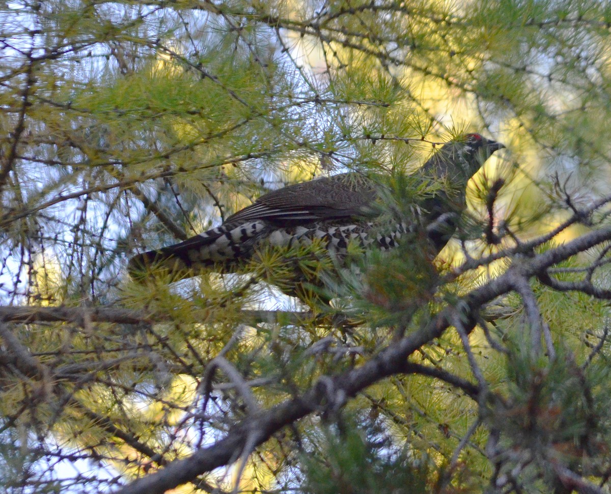 Spruce Grouse - ML624726070