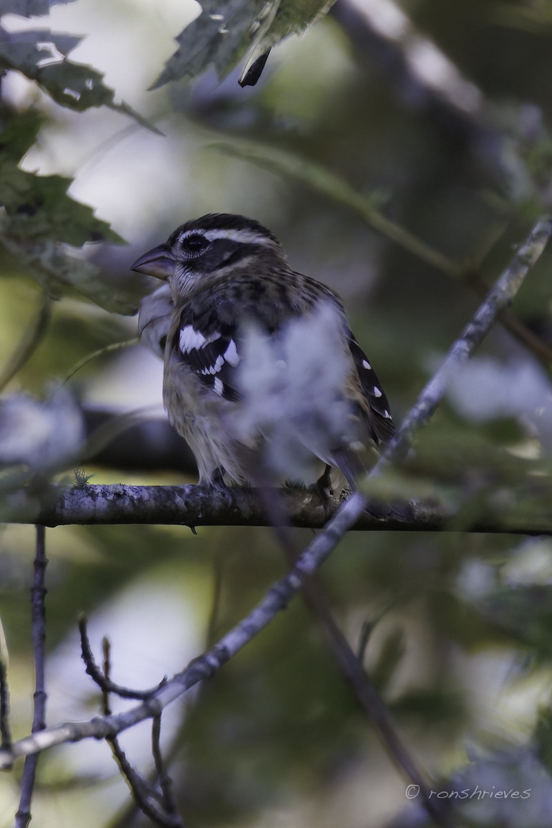 Rose-breasted Grosbeak - ML624726166