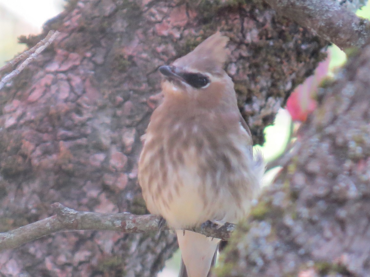 Cedar Waxwing - ML624726330
