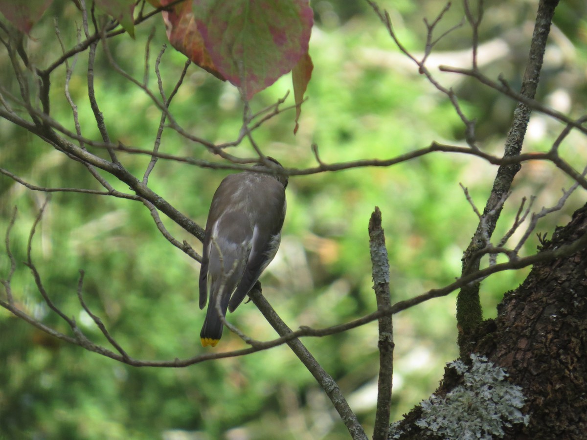 Cedar Waxwing - ML624726331