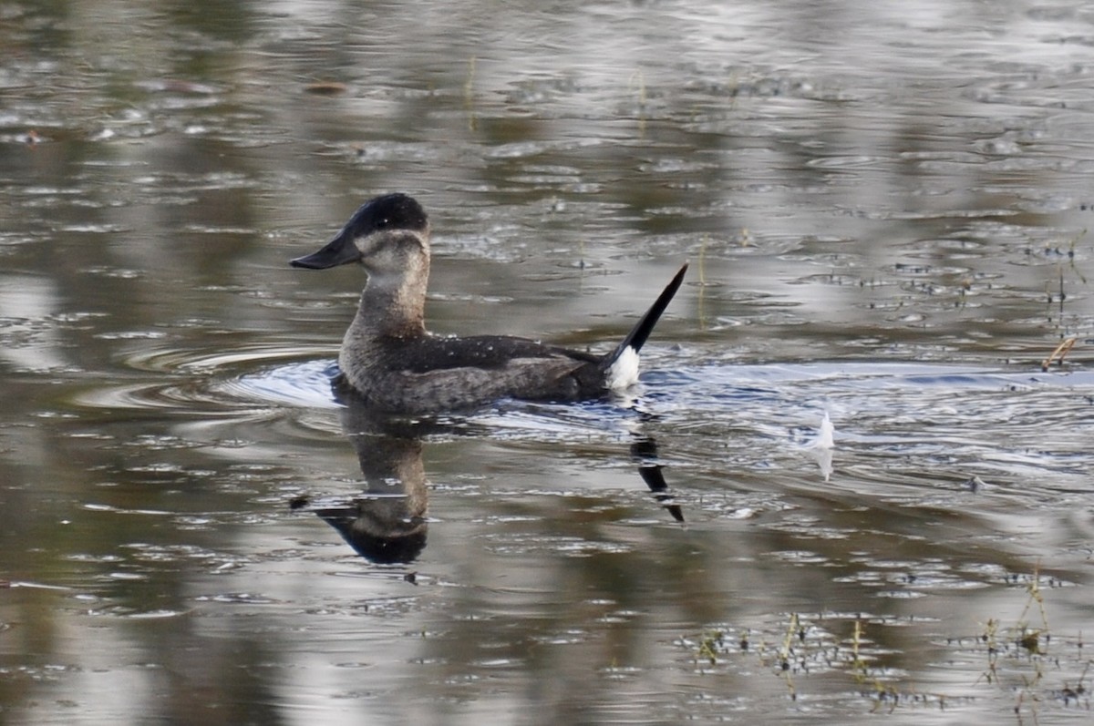 Ruddy Duck - ML624726725