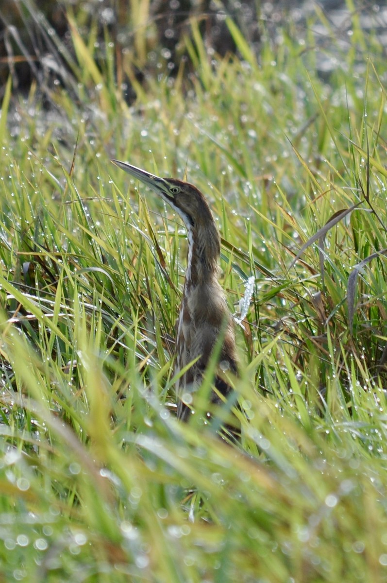 American Bittern - ML624726737