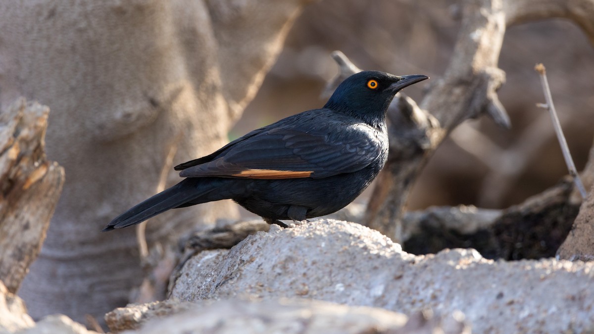 Pale-winged Starling - ML624726743