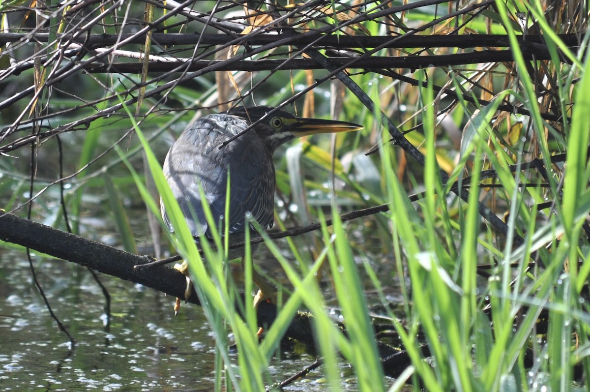 Green Heron - ML624726746