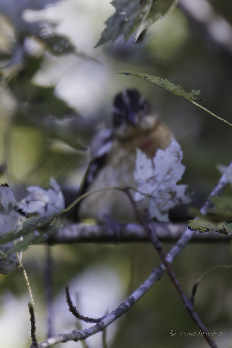 Rose-breasted Grosbeak - ML624727181