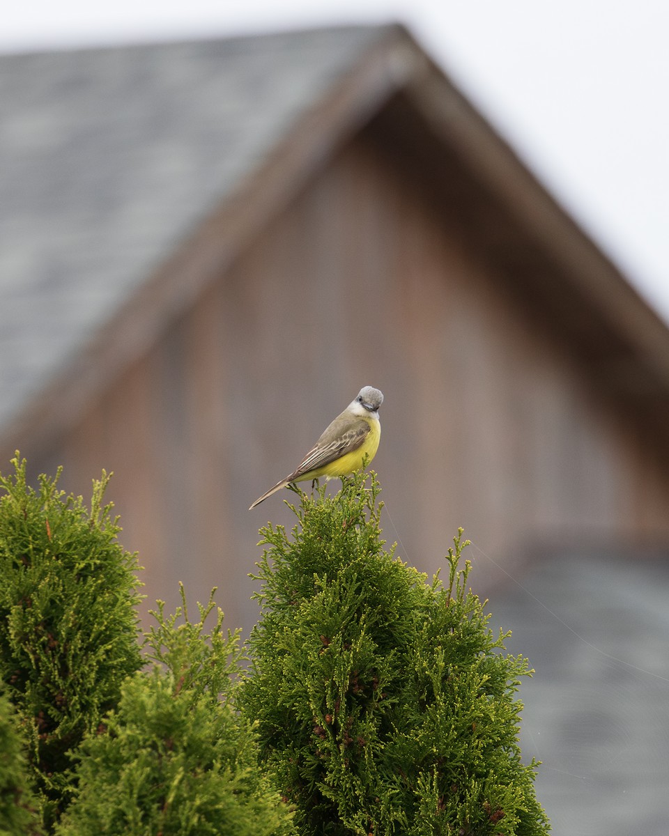 Tropical Kingbird - ML624727254